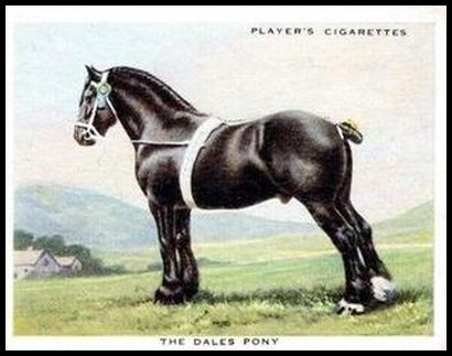 24 The Dales Pony